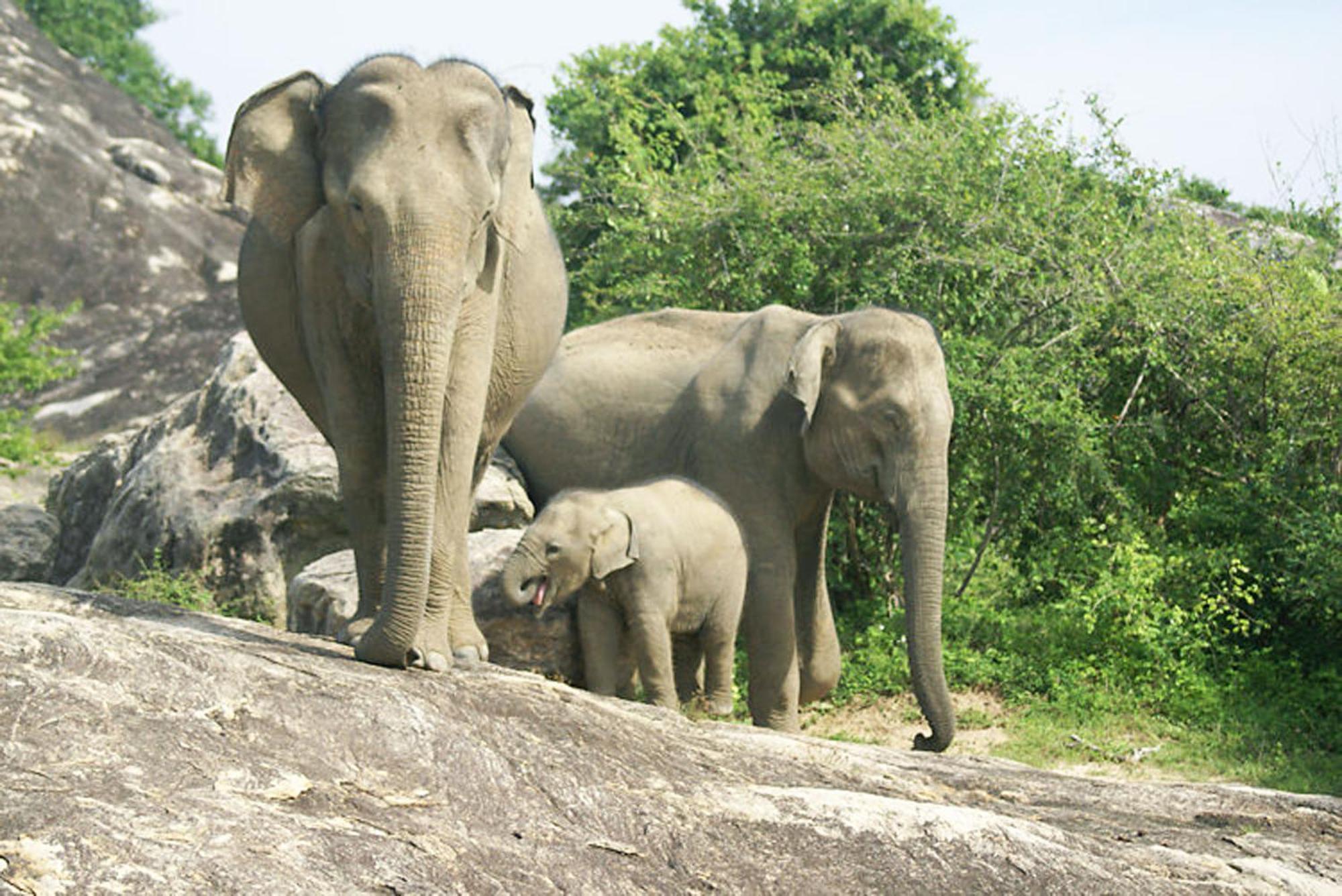 Wild Eagle Safari Resort Udawalawe Kültér fotó